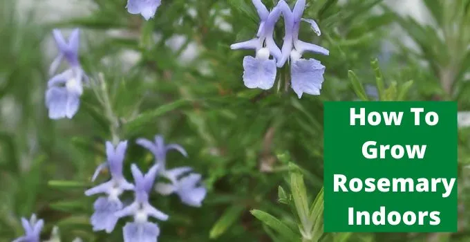 How To Grow Rosemary Indoors