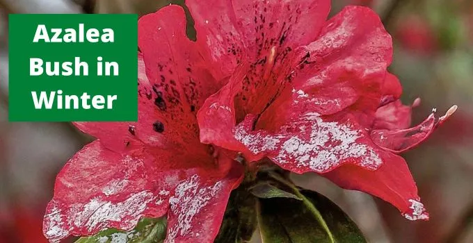 Azalea-Bush-in-Winter