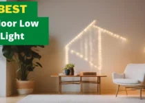 5 of The Best Indoor Succulents Low Light 8 Best Indoor Succulents Low Light