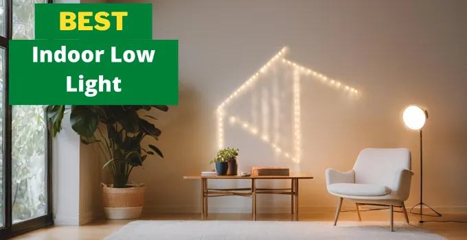 Best Indoor Succulents Low Light