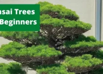 Bonsai Trees For Beginners 4 Bonsai Trees For Beginners