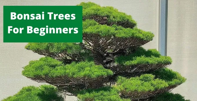 Bonsai Trees For Beginners