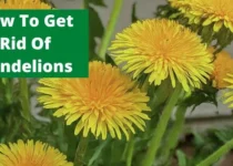 How To Get Rid Of Dandelions? 2 How To Get Rid Of Dandelions