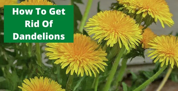 How To Get Rid Of Dandelions
