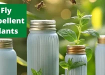 Fly Repellent Plants 3 Fly Repellent Plants
