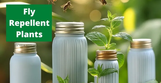Fly Repellent Plants