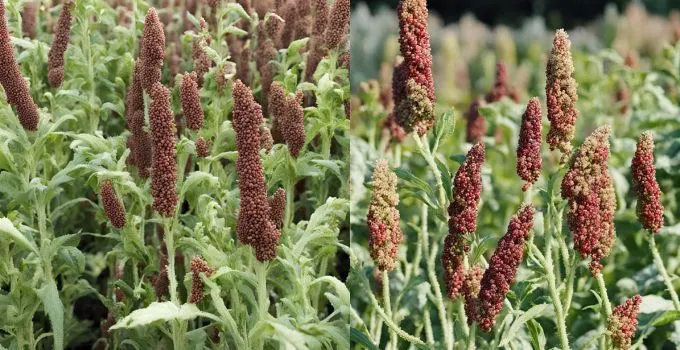 How To Grow Quinoa? 1 Grow Quinoa
