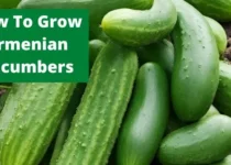 How To Grow Armenian Cucumbers? 2 How To Grow Armenian Cucumbers