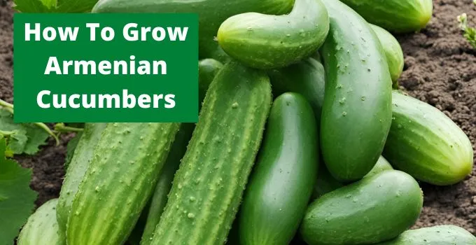 How To Grow Armenian Cucumbers