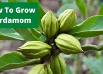 How To Grow Cardamom? 3 How To Grow Cardamom