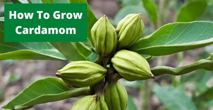 How To Grow Cardamom