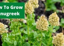 How To Grow Fenugreek