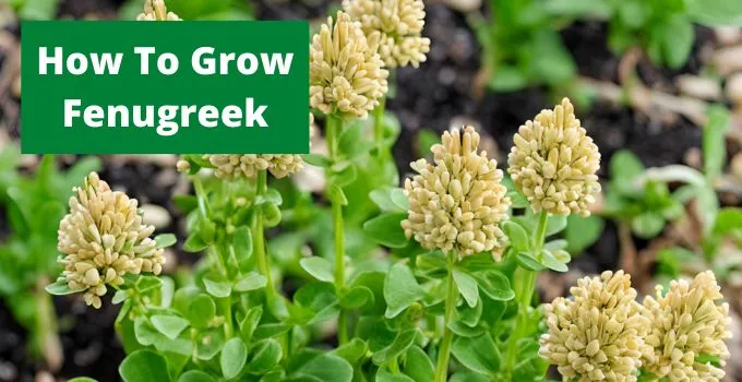 How To Grow Fenugreek