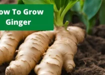 How To Grow Ginger? 1 How To Grow Ginger