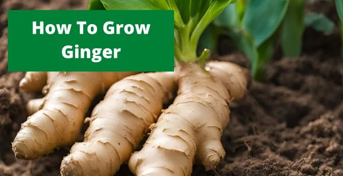 How To Grow Ginger