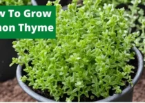 How To Grow Lemon Thyme? 4 How To Grow Lemon Thyme