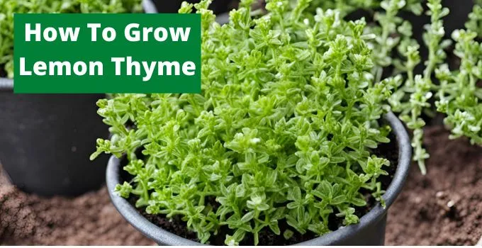 How To Grow Lemon Thyme