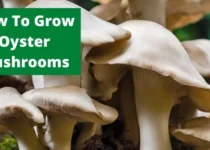 How To Grow Oyster Mushrooms? 3 How To Grow Oyster Mushrooms