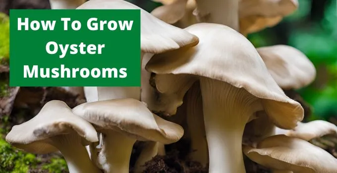 How To Grow Oyster Mushrooms