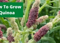 How To Grow Quinoa? 3 How To Grow Quinoa