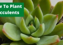 How To Plant Succulents? 3 How To Plant Succulents