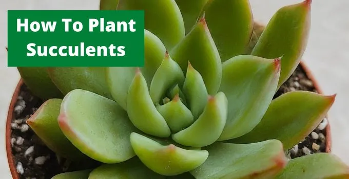 How To Plant Succulents