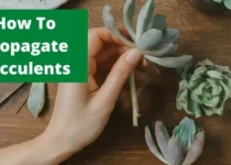 How To Propagate Succulents? 4 How To Propagate Succulents