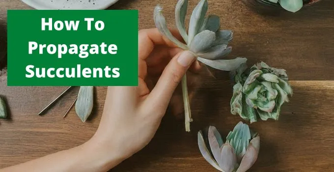 How To Propagate Succulents