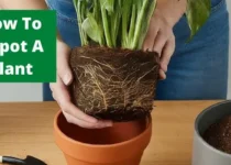 How To Repot A Plant? 4 How To Repot A Plant