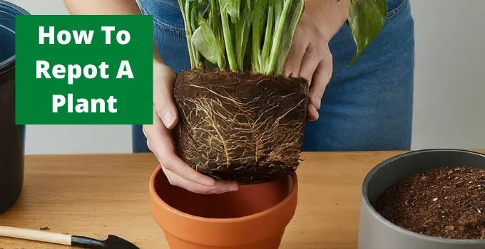 How To Repot A Plant