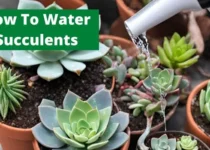 How To Water Succulents? 2 How To Water Succulents