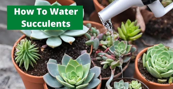 How To Water Succulents