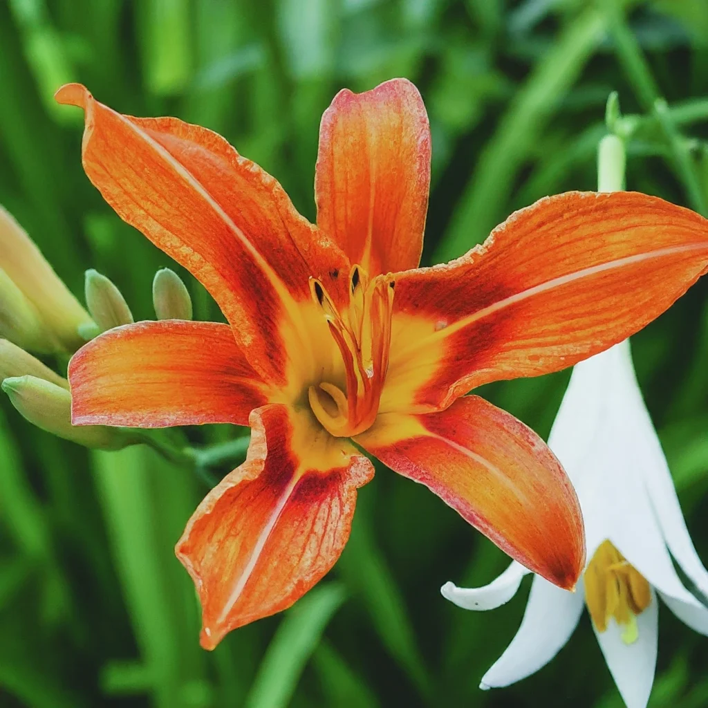 Types of Lilies 3 Lilies 3