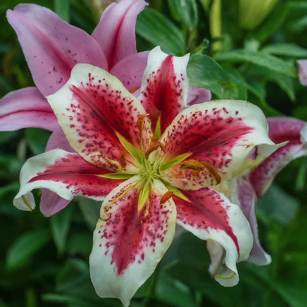 Types of Lilies 4 Lilies 4