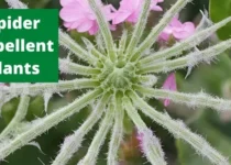 Spider Repellent Plants 3 Spider Repellent Plants