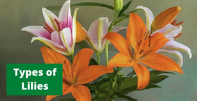 Types Of Lilies