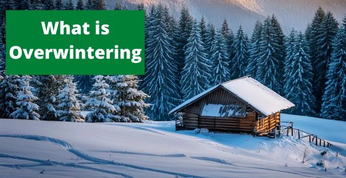 What is Overwintering
