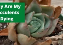 Why Are My Succulents Dying? 2 Why Are My Succulents Dying
