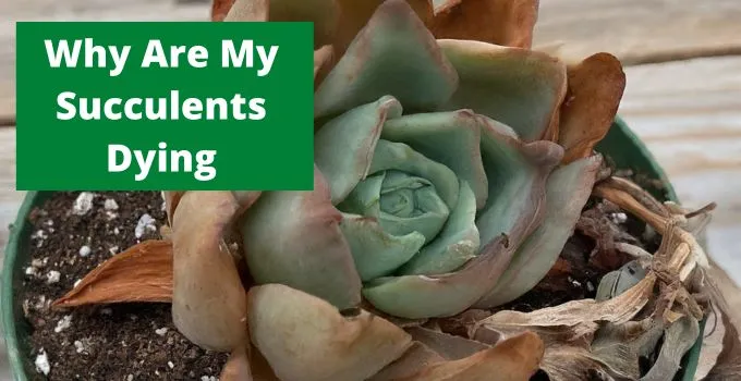 Why Are My Succulents Dying