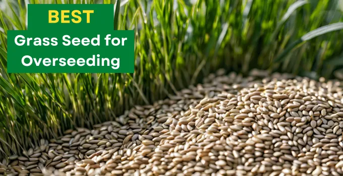 Best Grass Seed For Overseeding