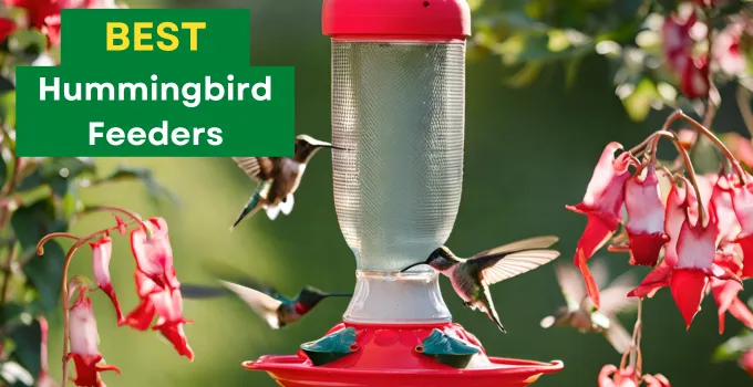 Best Hummingbird Feeders