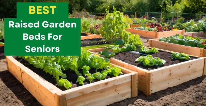 Best Raised Garden Beds For Seniors