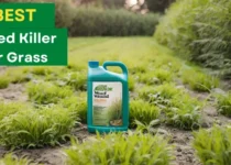 Top 5 Best Weed Killer For Grass 9 Best Weed Killer For Grass