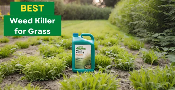 Best Weed Killer For Grass