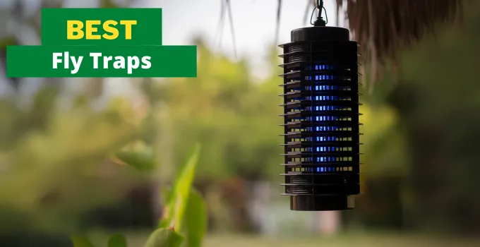 best fly traps